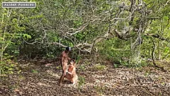 Play Outdoor Interracial Fetish: Brunette Amateur's Anal Slut Adventure in Public Forest